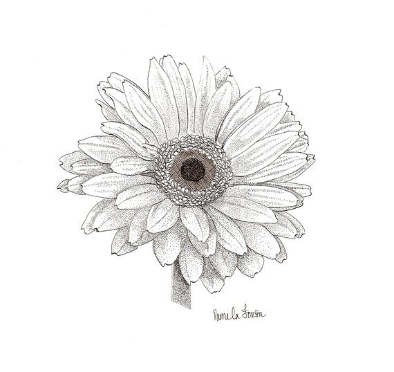 Gerbera Photo Drawing