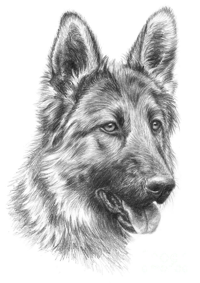 German Shepherd Beautiful Image Drawing