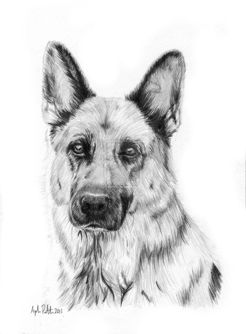 German Shepherd Best Drawing