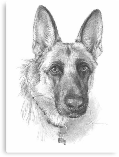 German Shepherd Drawing Image