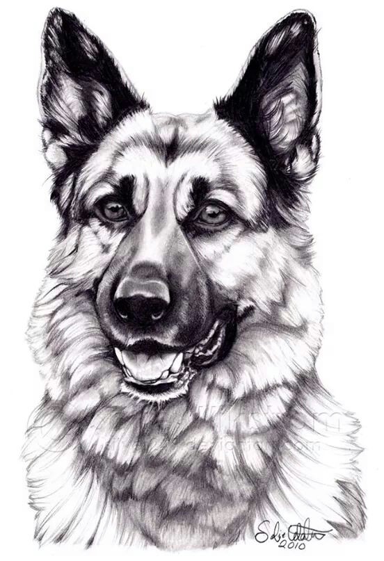 German Shepherd Drawing Pic