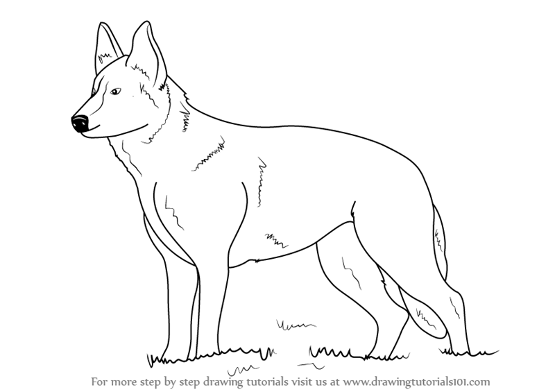 German Shepherd High-Quality Drawing