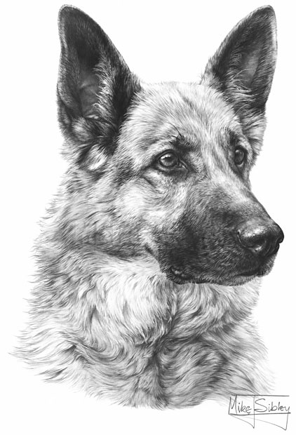German Shepherd Photo Drawing
