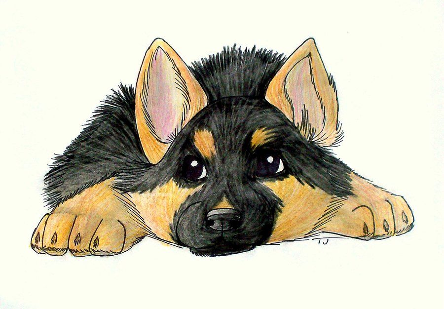 German Shepherd Picture Drawing