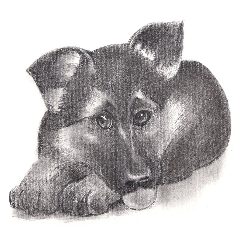 German Shepherd Realistic Drawing