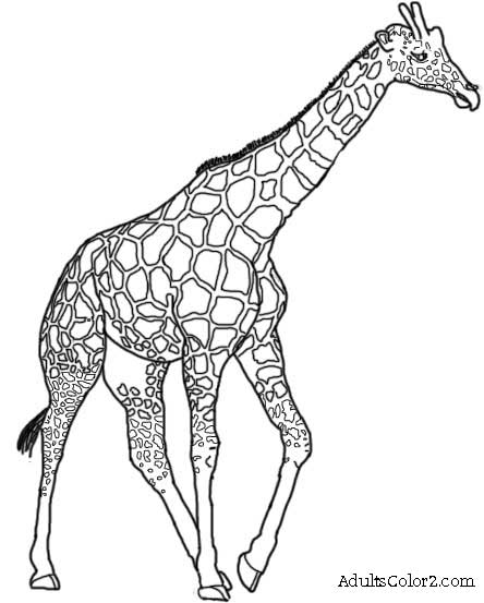 Giraffe Beautiful Image Drawing