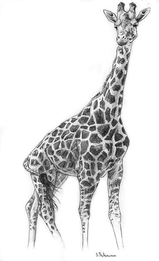 Giraffe Drawing Pic