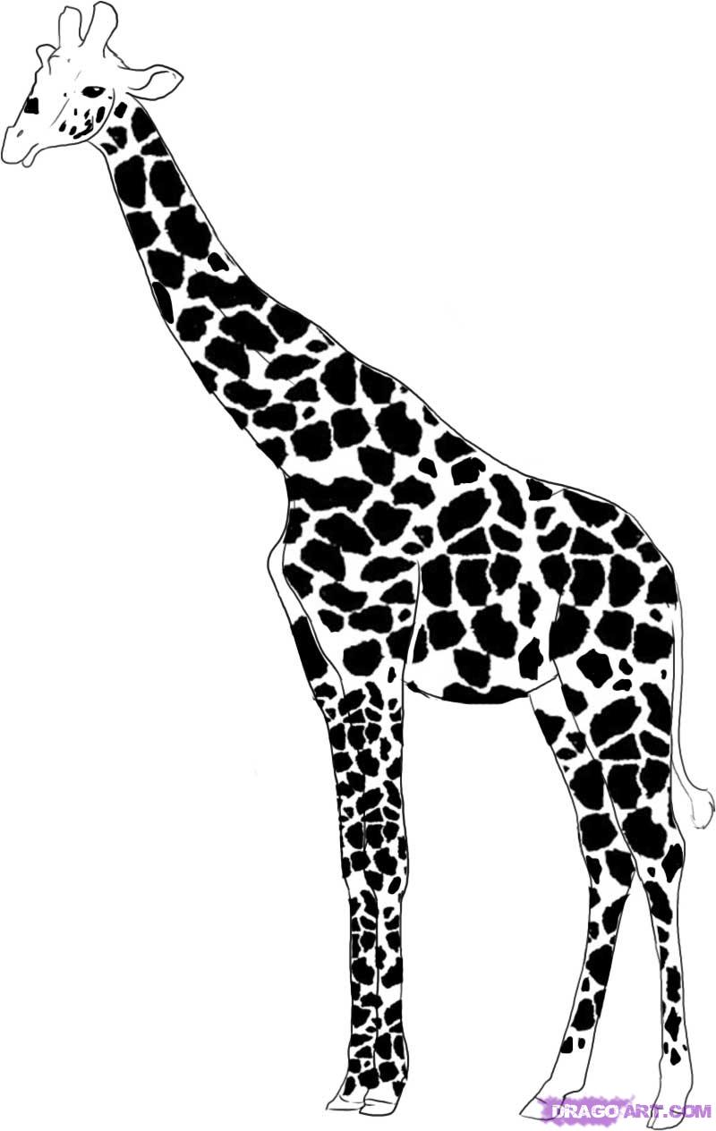 Giraffe High-Quality Drawing