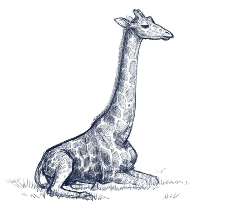 Giraffe Image Drawing