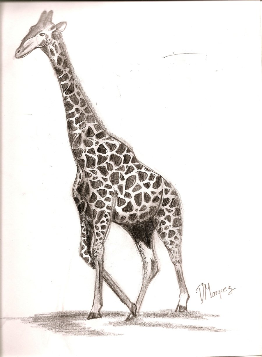 Giraffe Photo Drawing