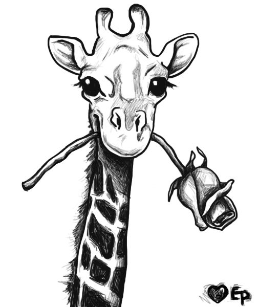 Giraffe Photo Drawing