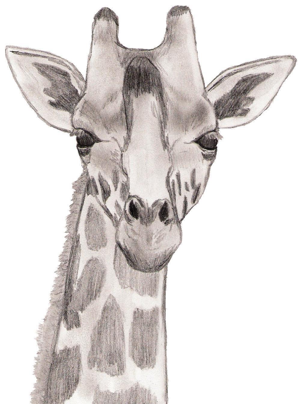 Giraffe Pic Drawing