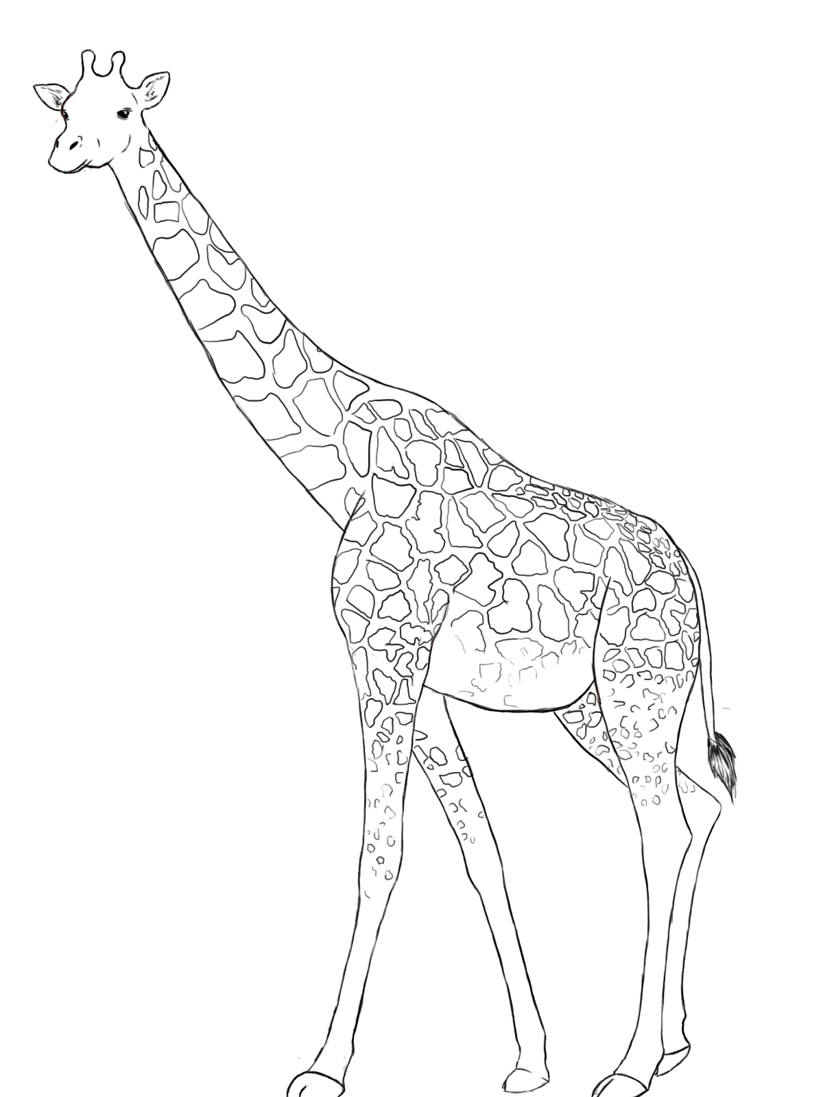 Giraffe Pic Drawing