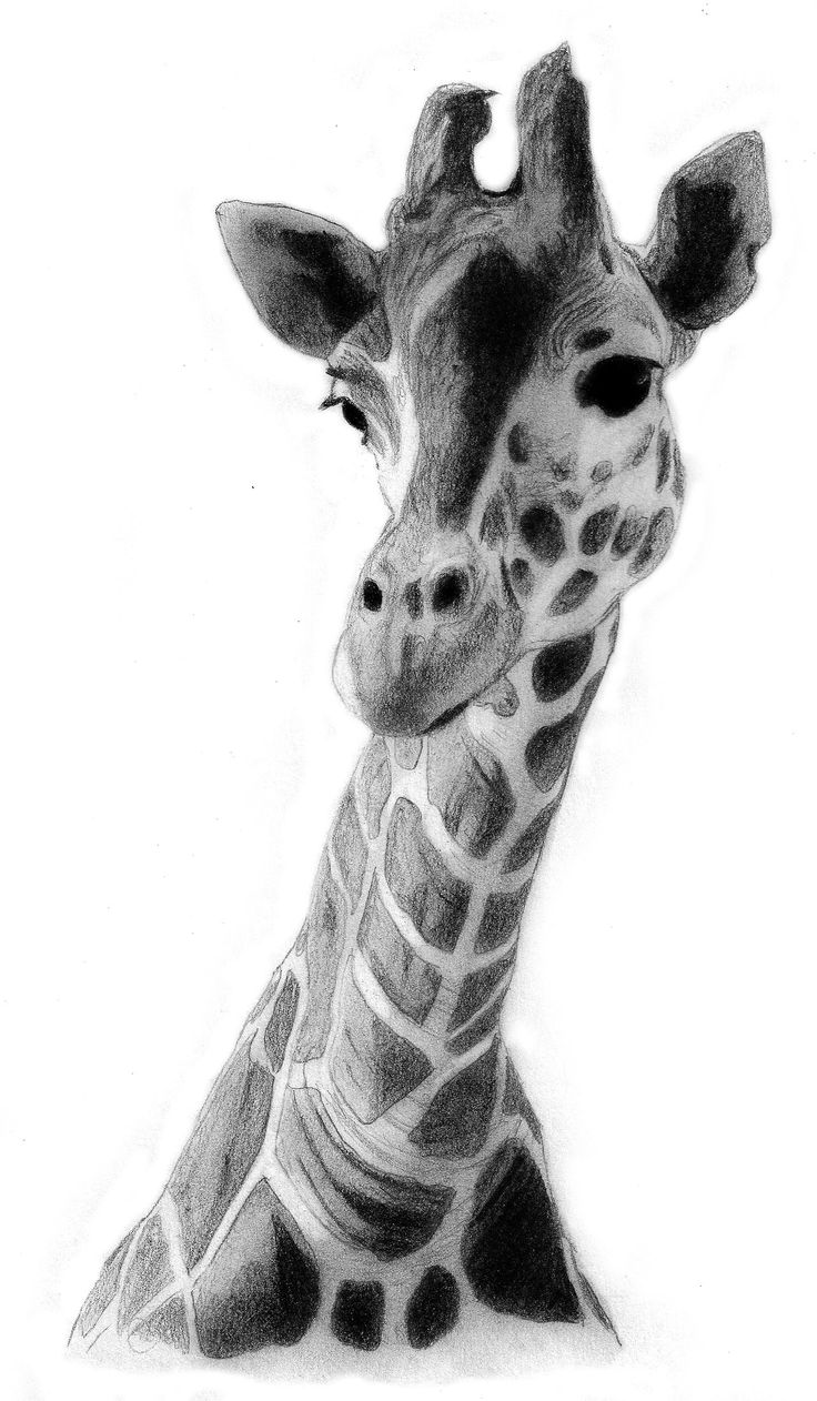 Giraffe Picture Drawing