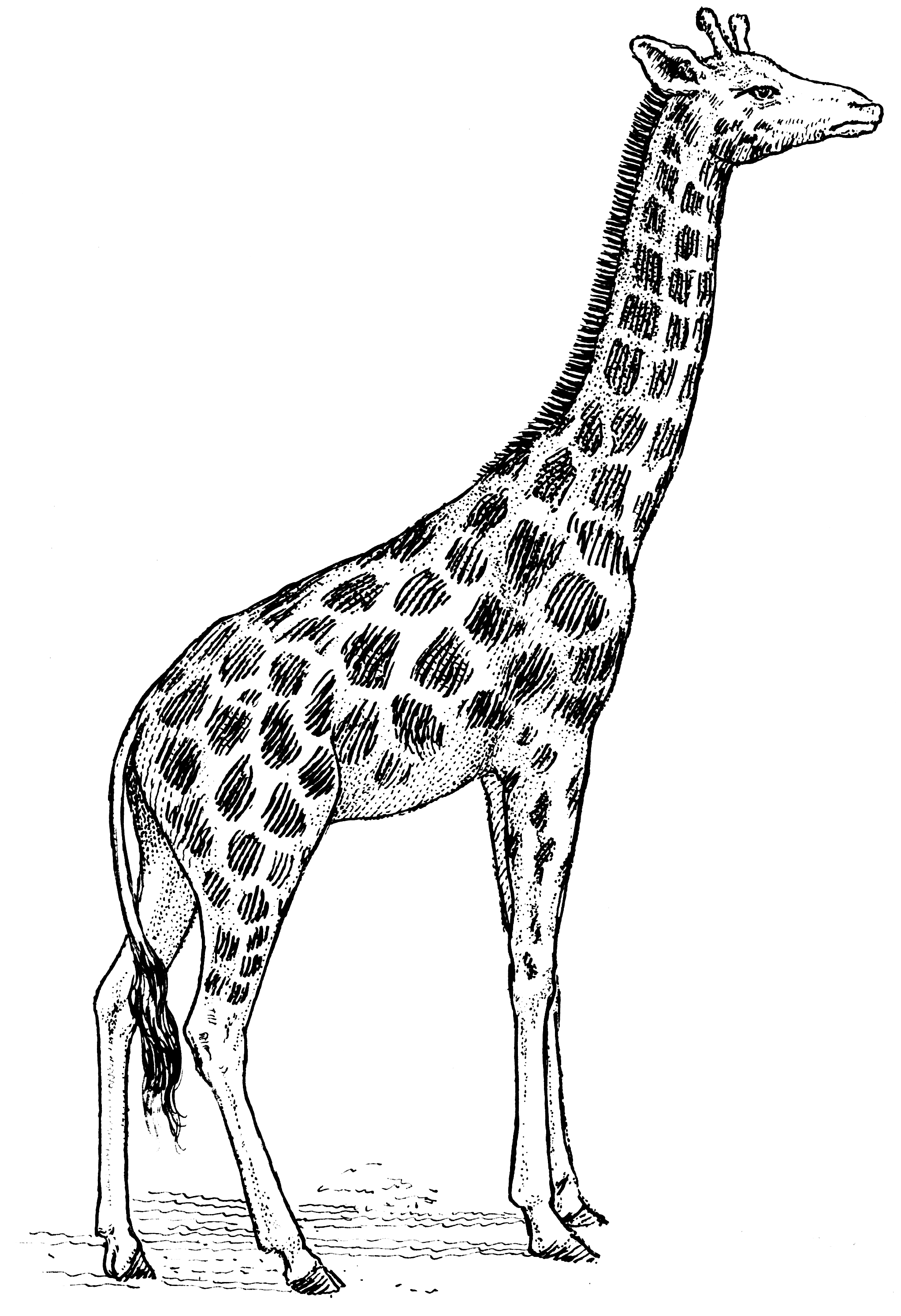 Giraffe Realistic Drawing