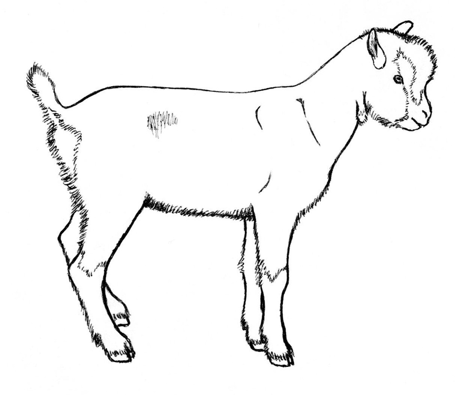 Goat Drawing Pic