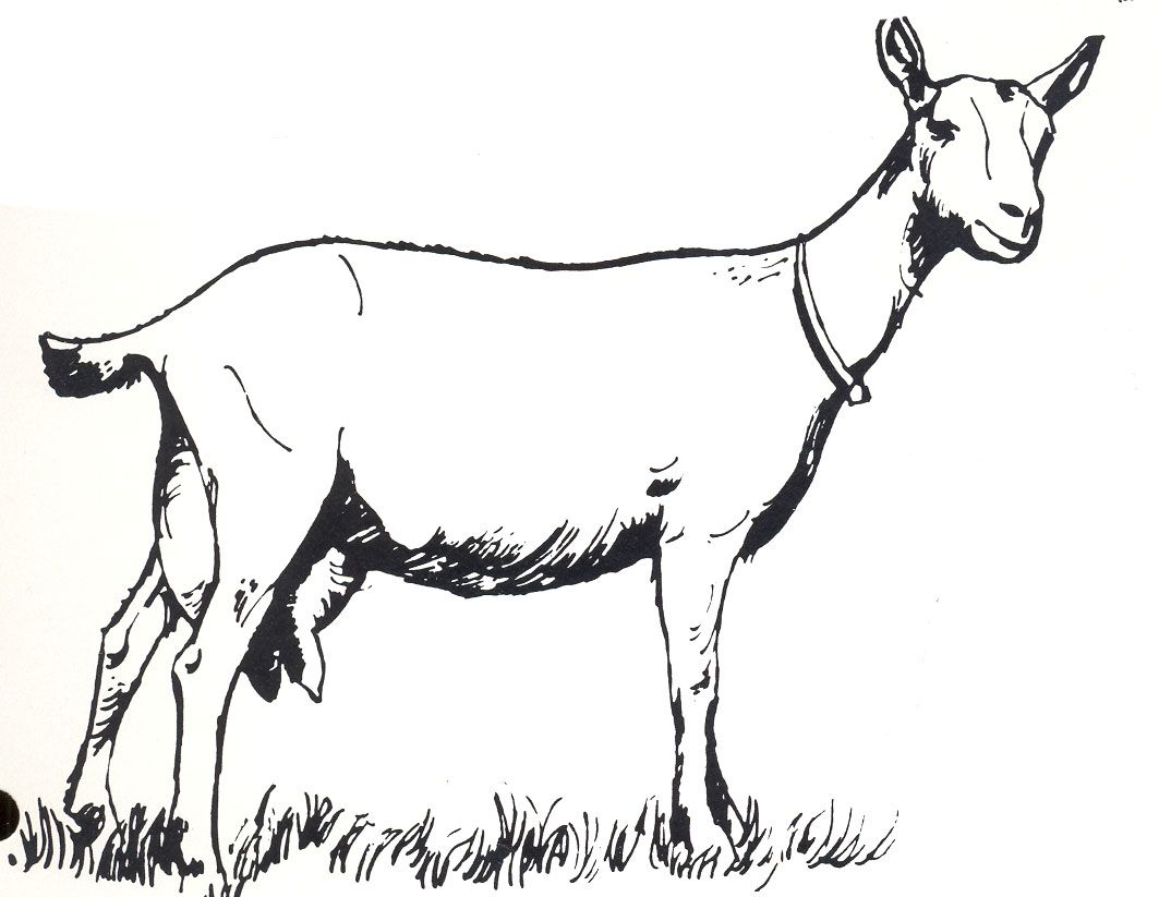 Goat Photo Drawing
