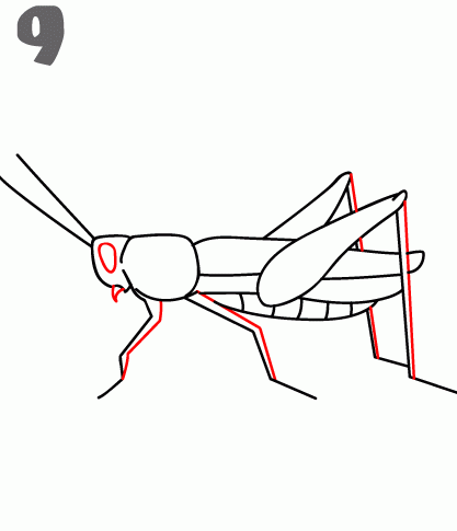 Grasshopper Amazing Drawing