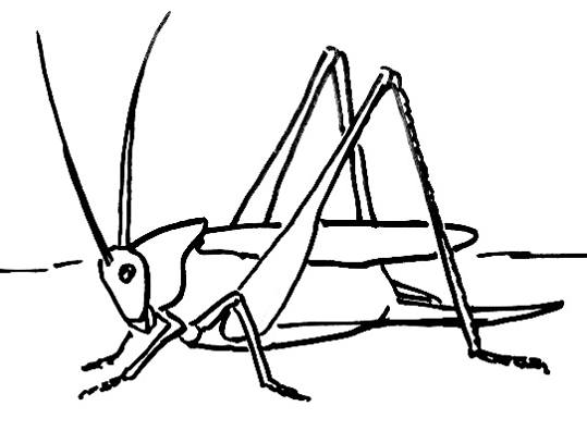 Grasshopper Art