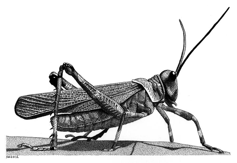 Grasshopper Beautiful Image Drawing