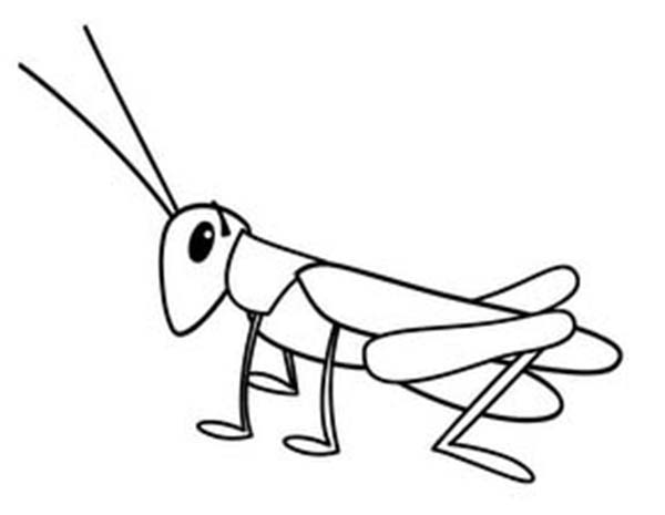 Grasshopper Drawing Pic