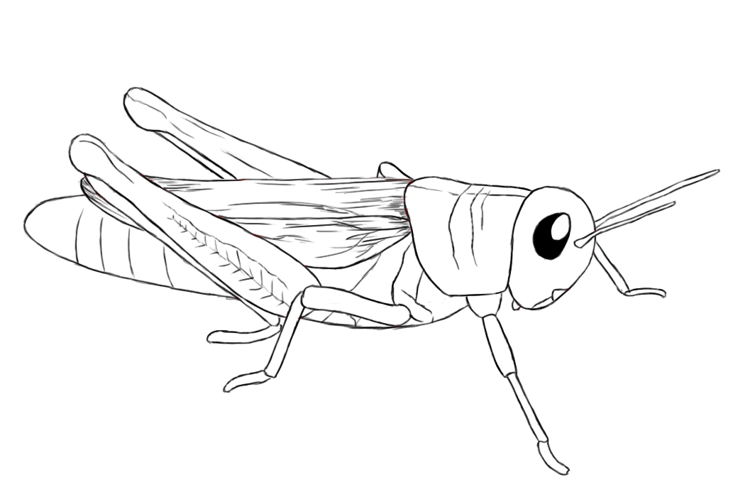 Grasshopper Image Drawing