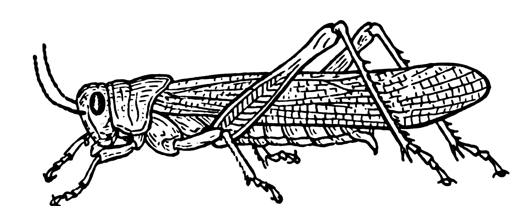 Grasshopper Photo Drawing