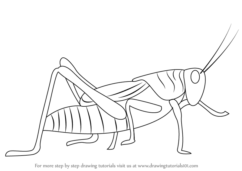 Grasshopper Pic Drawing