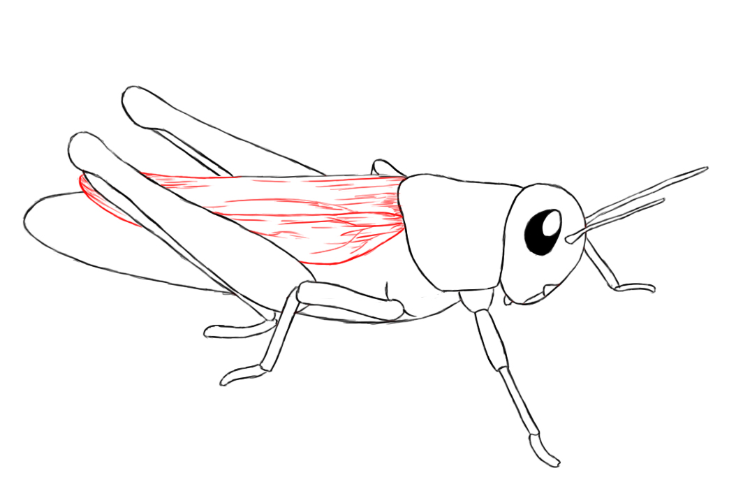 Grasshopper Picture Drawing