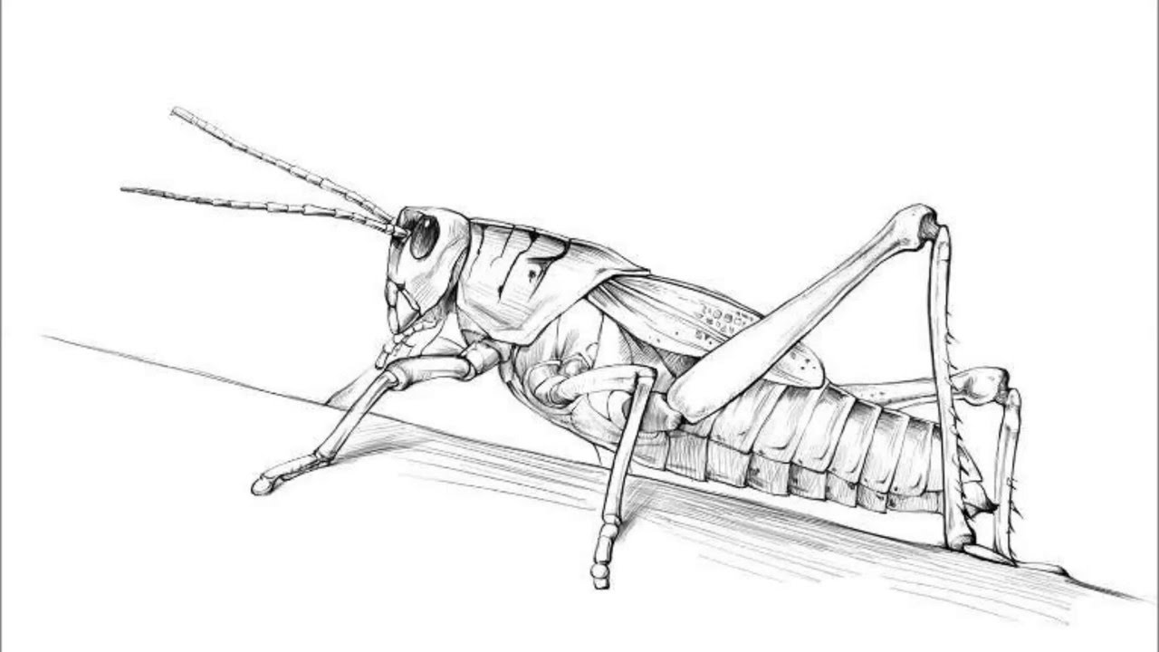 Grasshopper Sketch