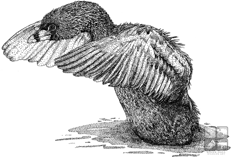 Grebe Picture Drawing