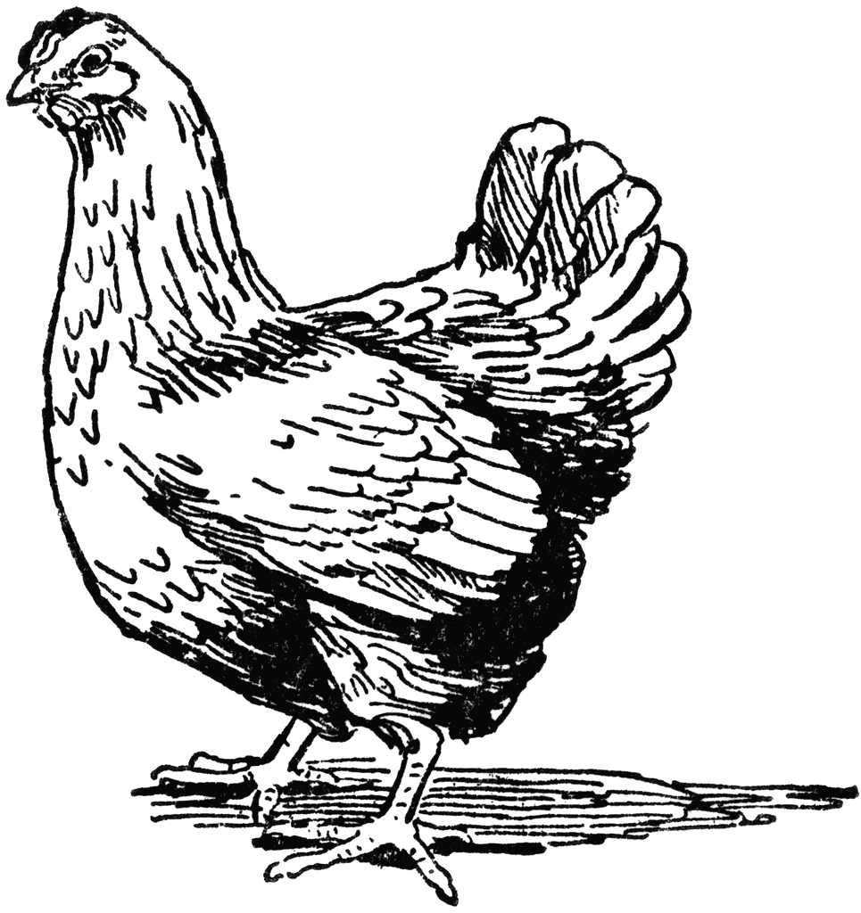 Hen Image Drawing