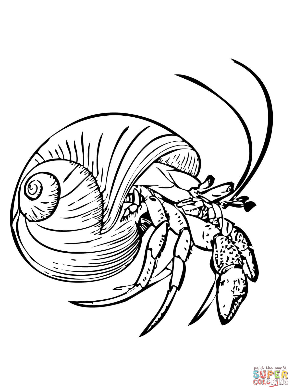 Hermit Crab Image Drawing
