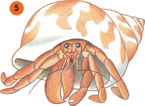 Hermit Crab Photo Drawing