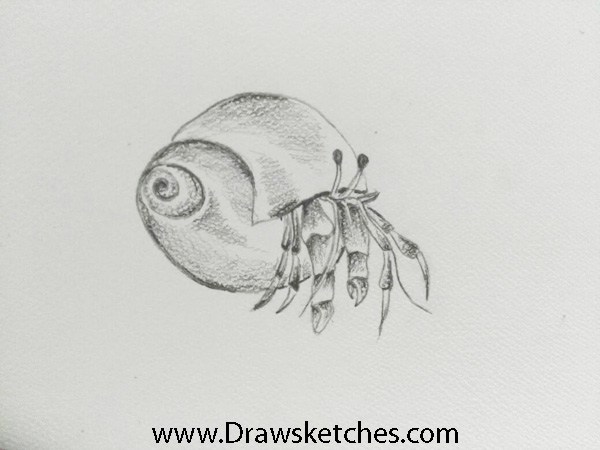 Hermit Crab Pic Drawing