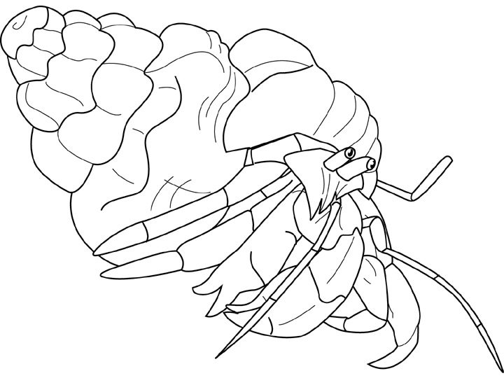 Hermit Crab Picture Drawing