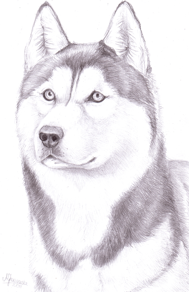 Husky Amazing Drawing