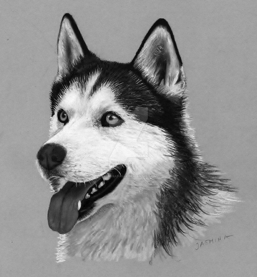 Husky Beautiful Image Drawing