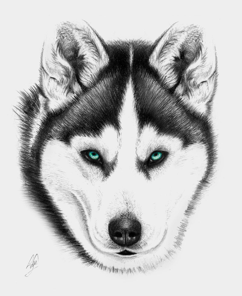 Husky Best Drawing