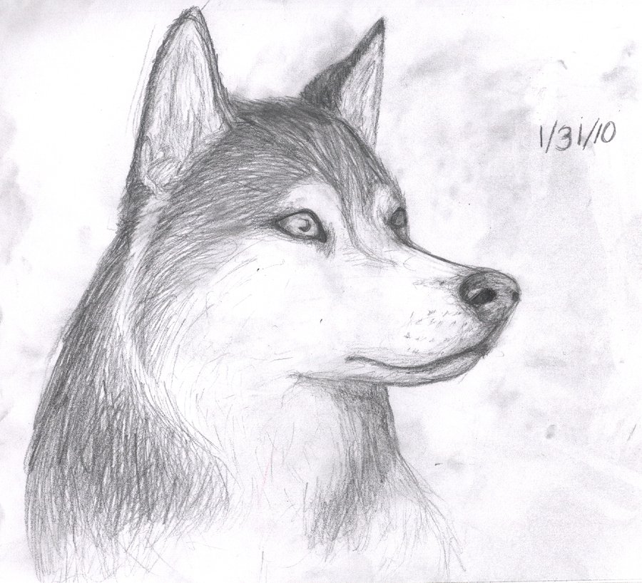 Husky Drawing