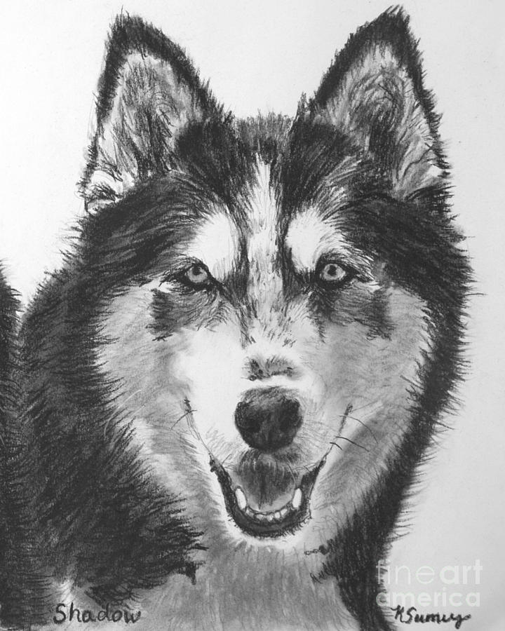 Husky High-Quality Drawing