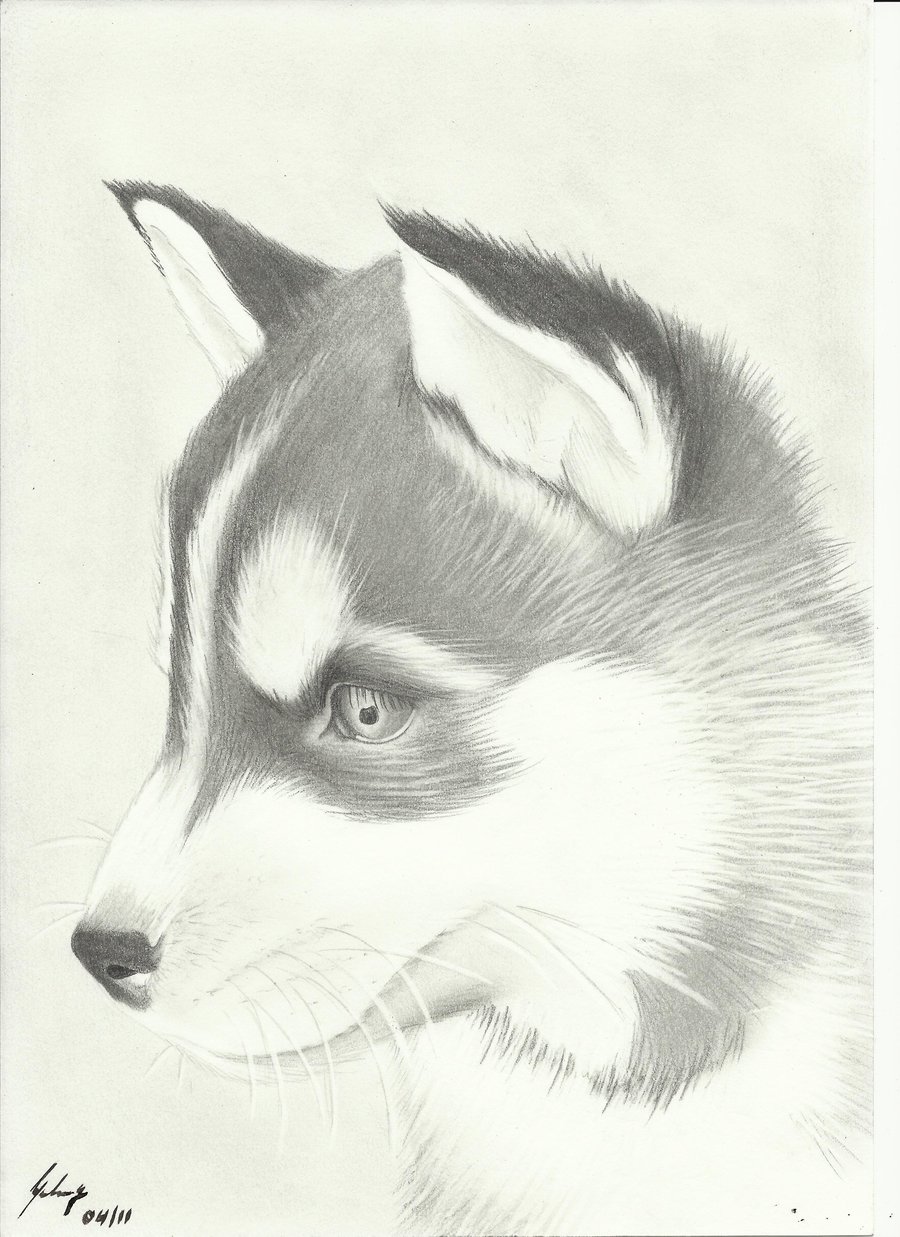 Husky Image Drawing
