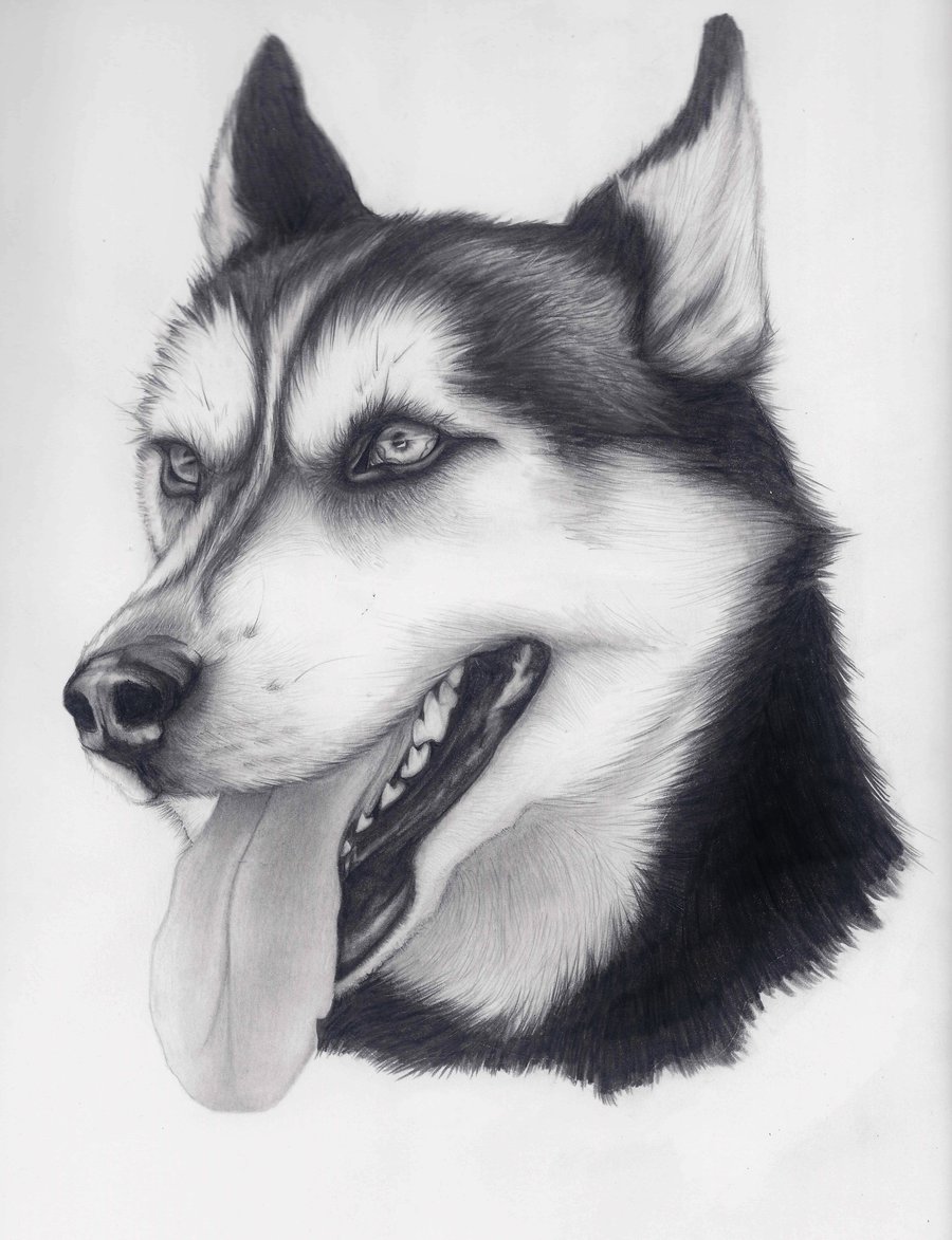 Husky Photo Drawing