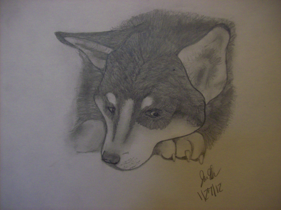 Husky Pic Drawing