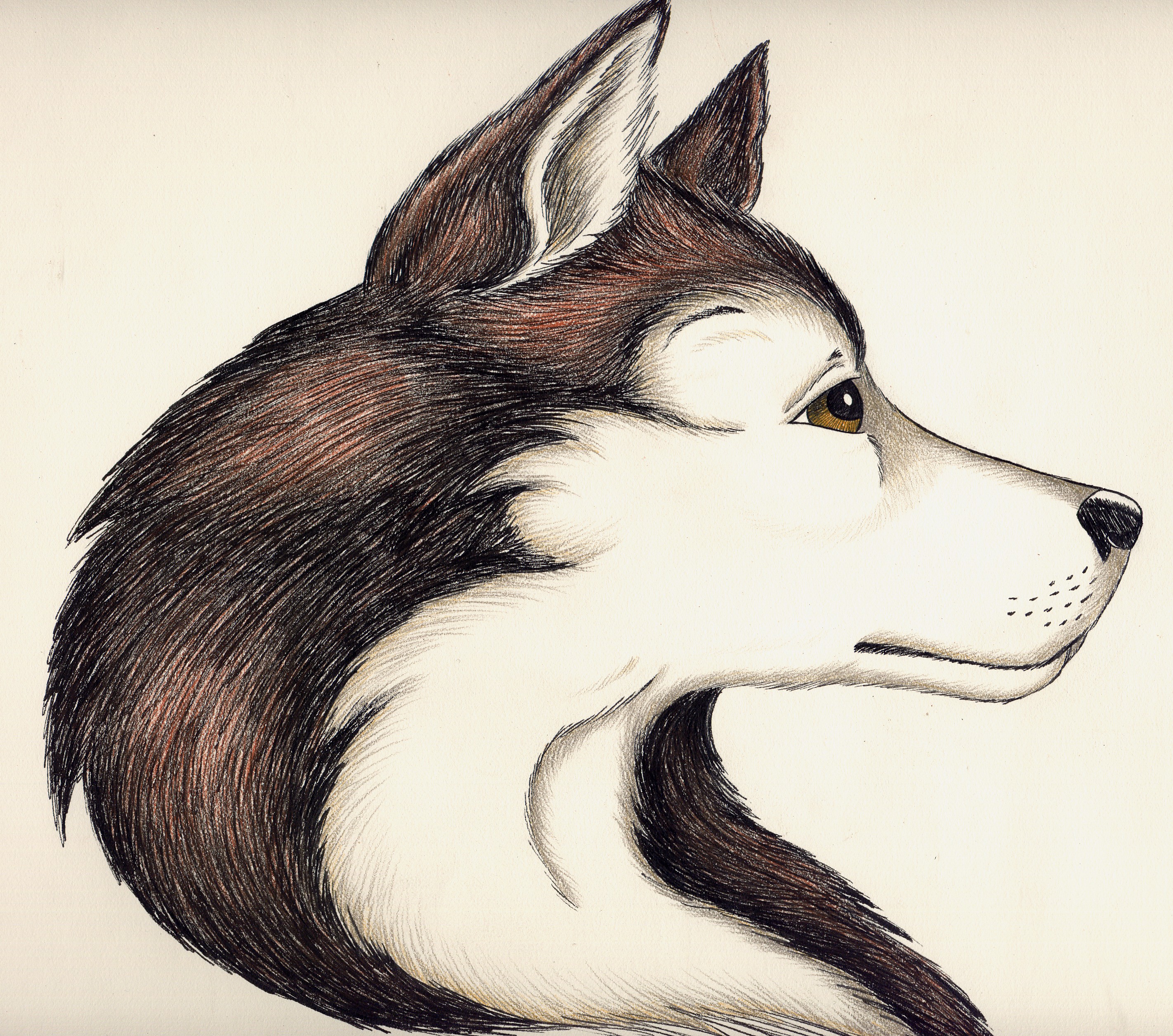 Husky Picture Drawing