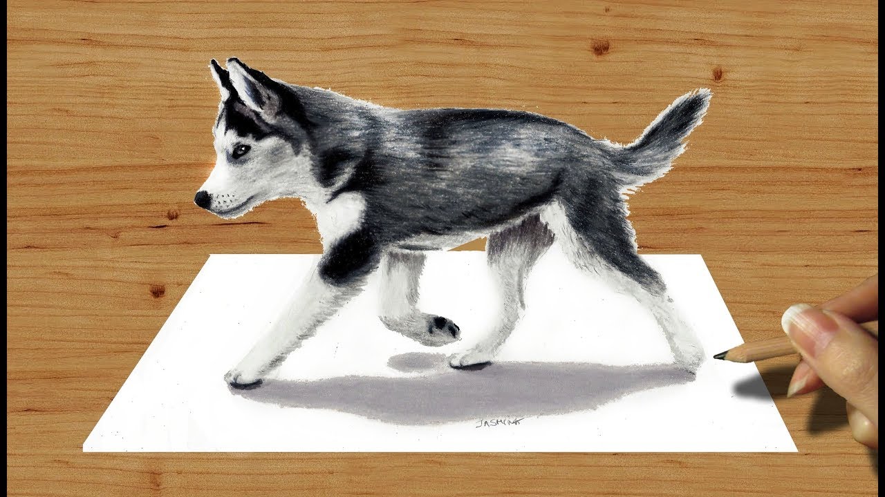 Husky Realistic Drawing