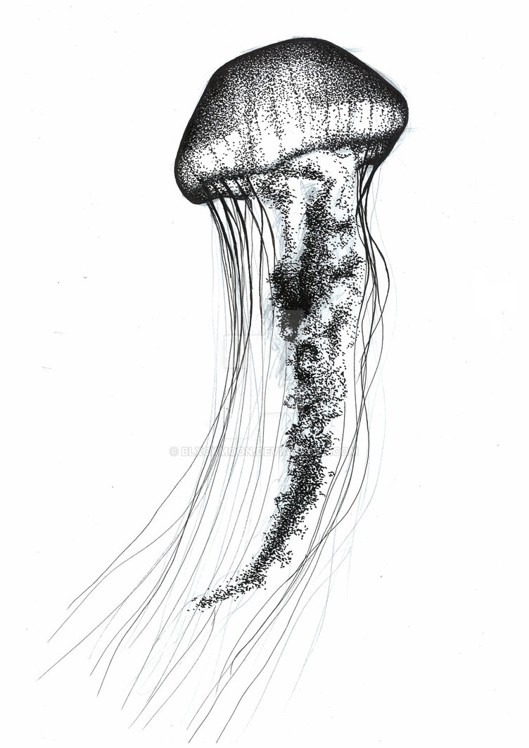 Jellyfish Amazing Drawing