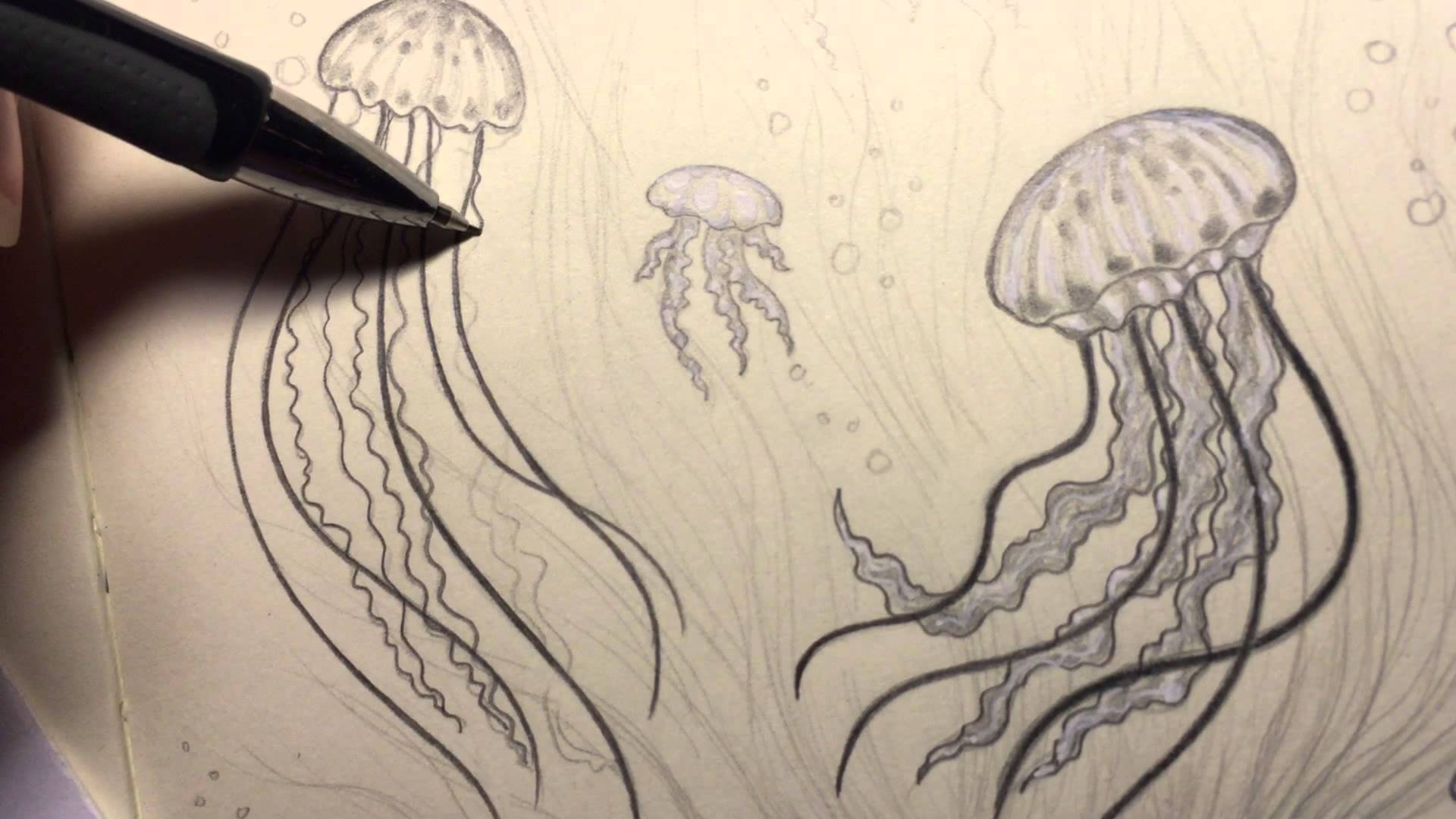 Jellyfish Best Drawing