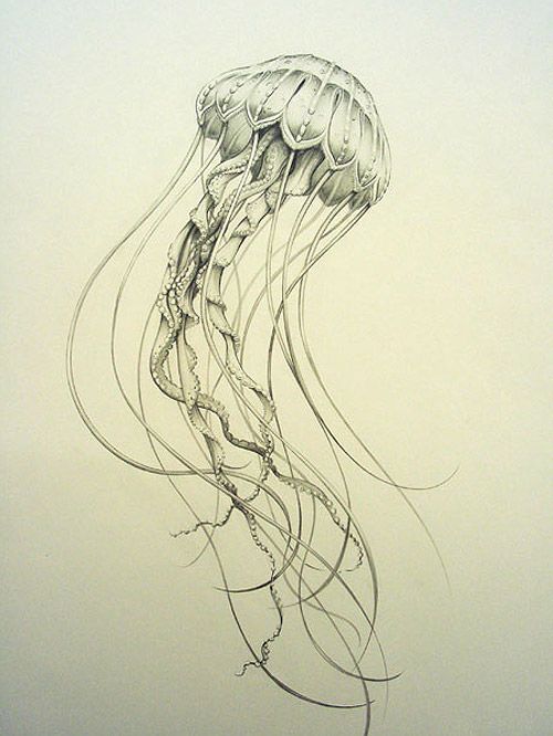 Jellyfish Drawing Pic