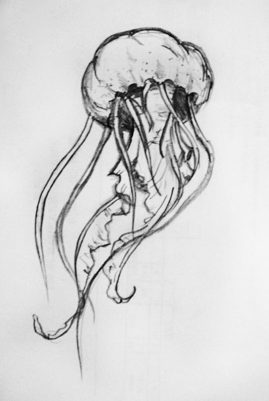 Jellyfish Image Drawing